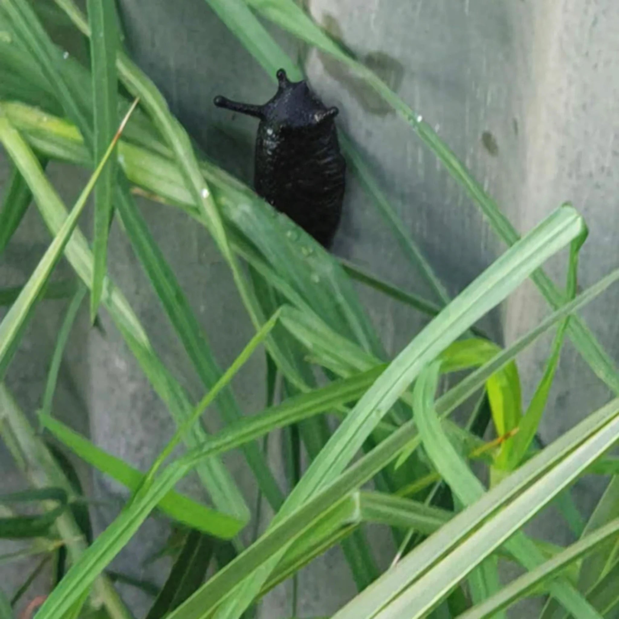 Slug Devious Cache Container – Black