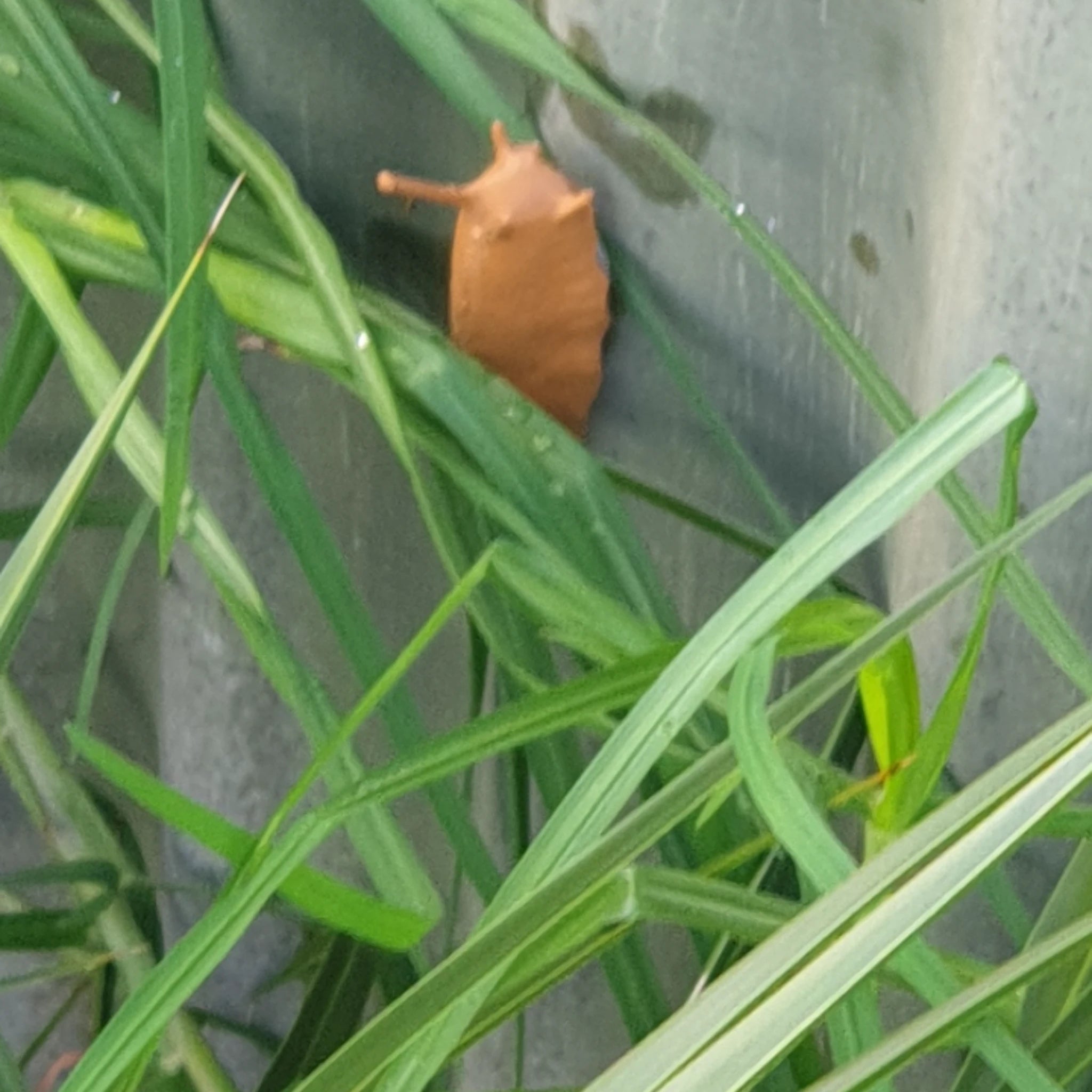 Slug Devious Cache Container – Brown