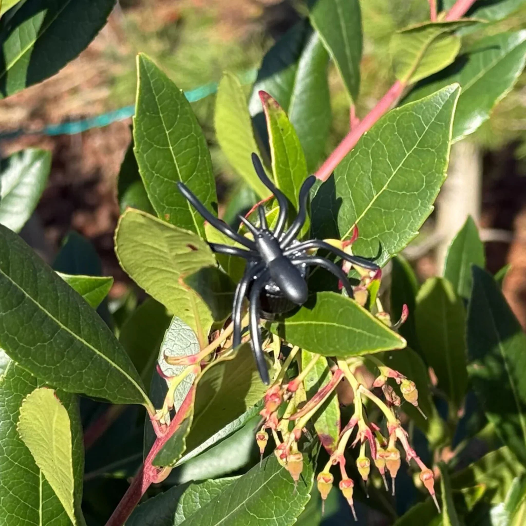 Nano Spider Geocache Container – Black