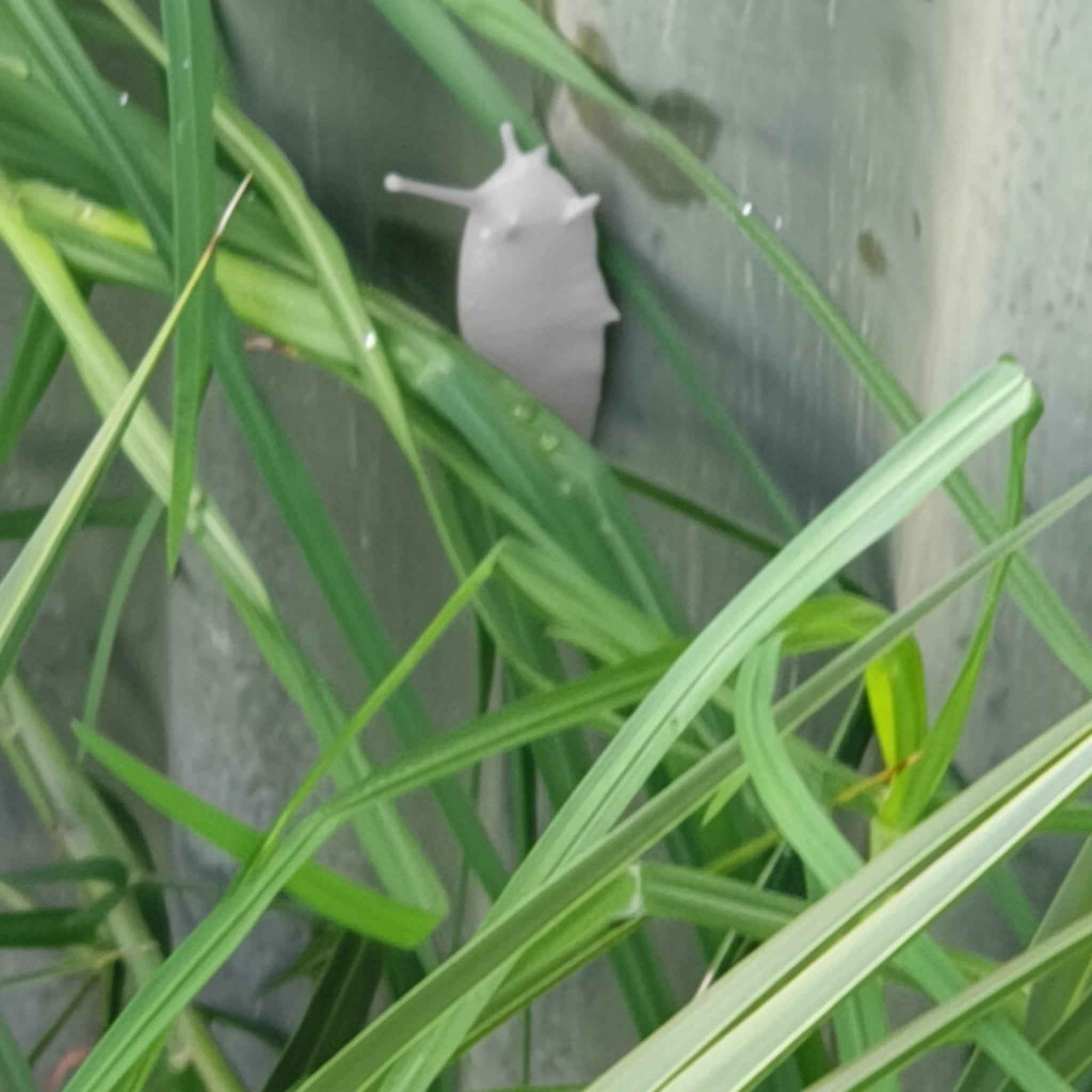 Slug Devious Cache Container – Glow in the Dark