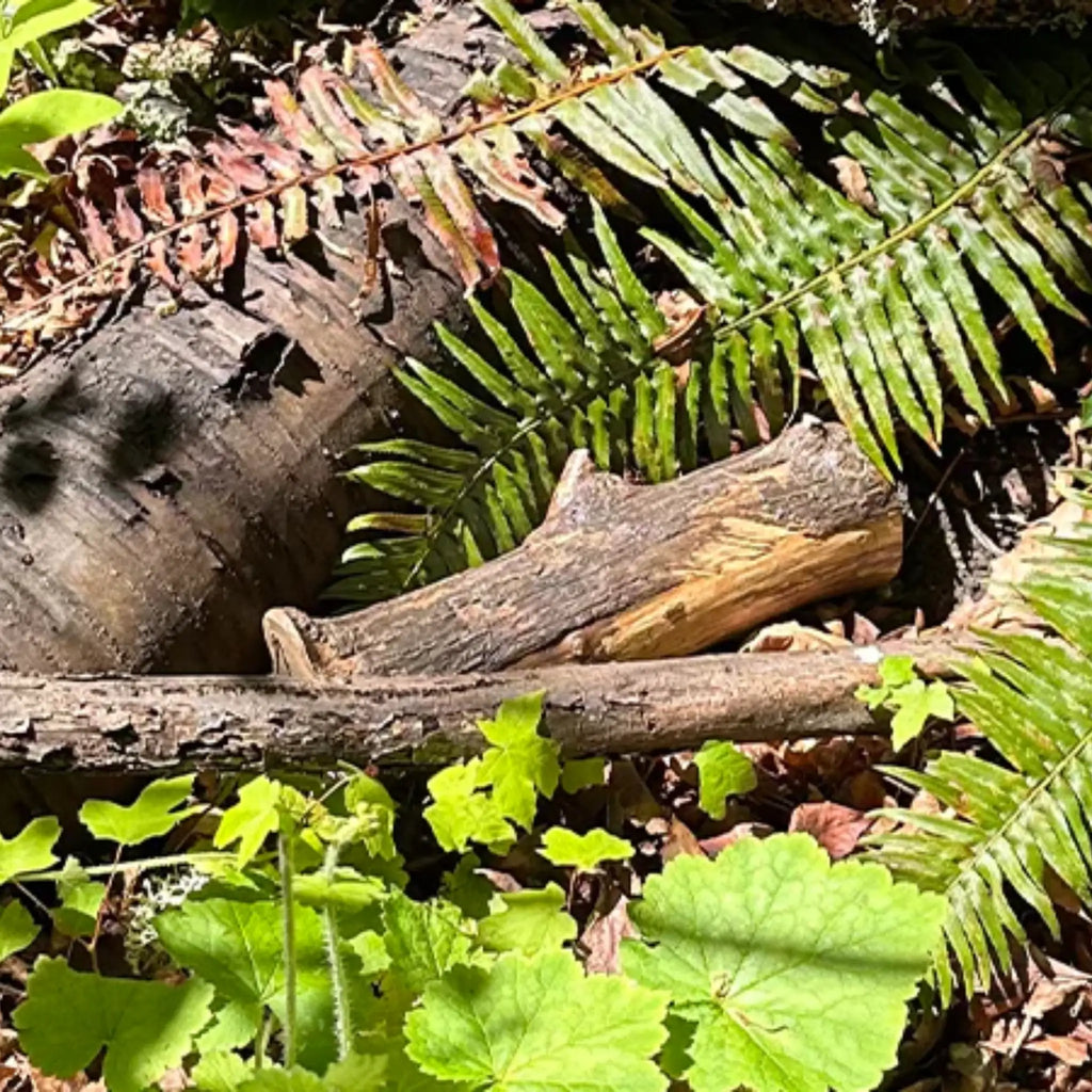 Real Wood Log Devious Cache Container