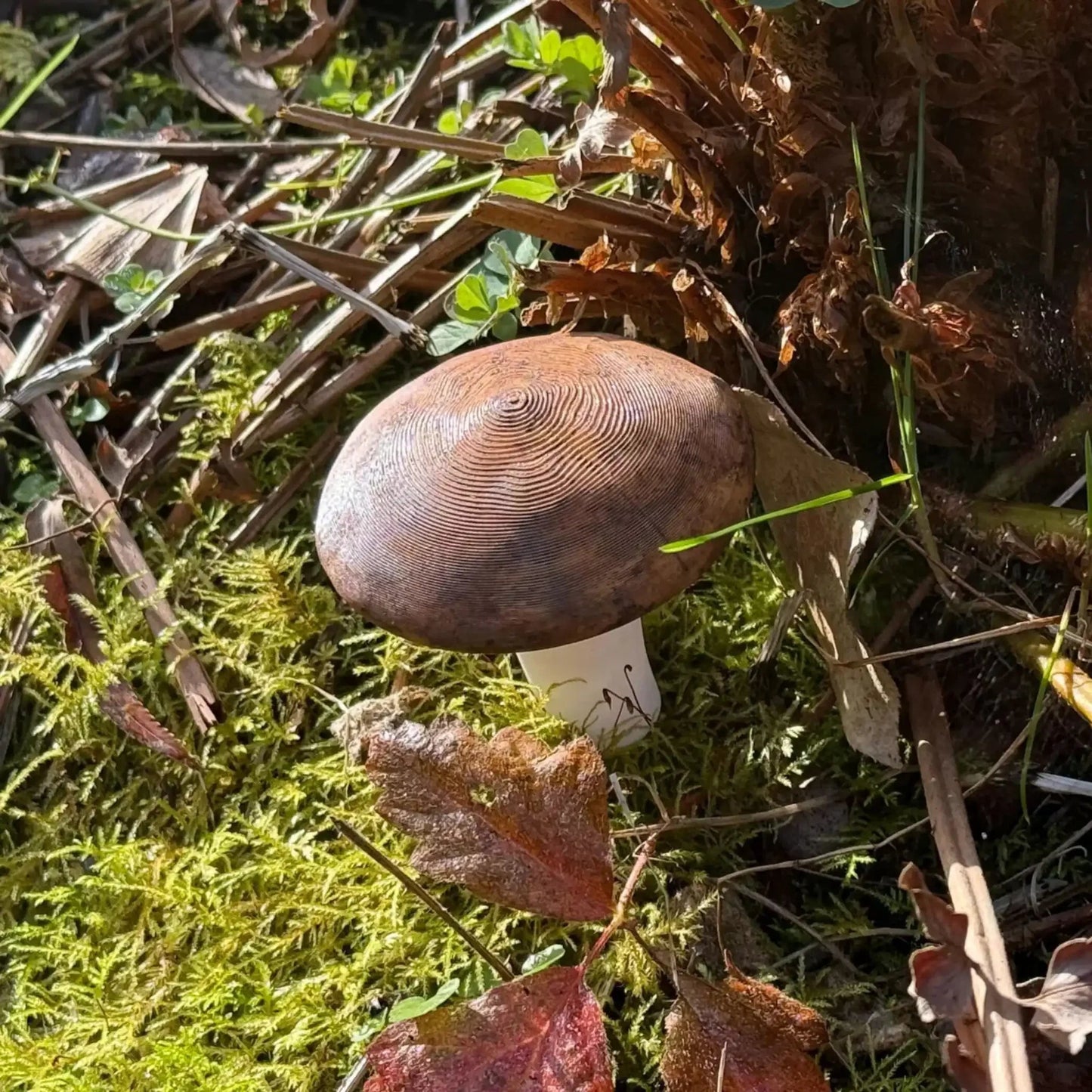 Small Mushroom Devious Cache Container - Just Geocaching