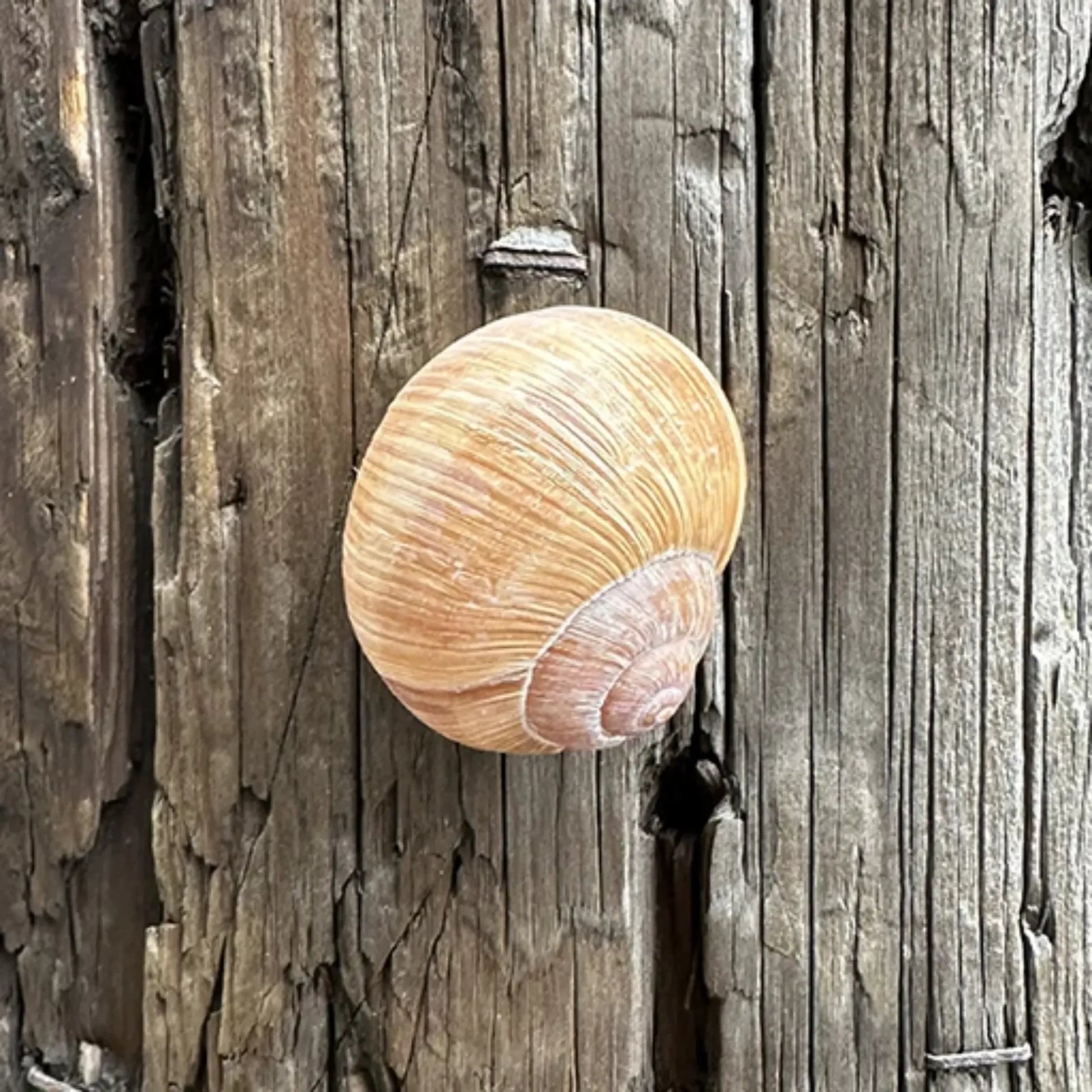 Snail Shell Devious Cache Container - Just Geocaching