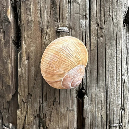 Snail Shell Devious Cache Container - Just Geocaching