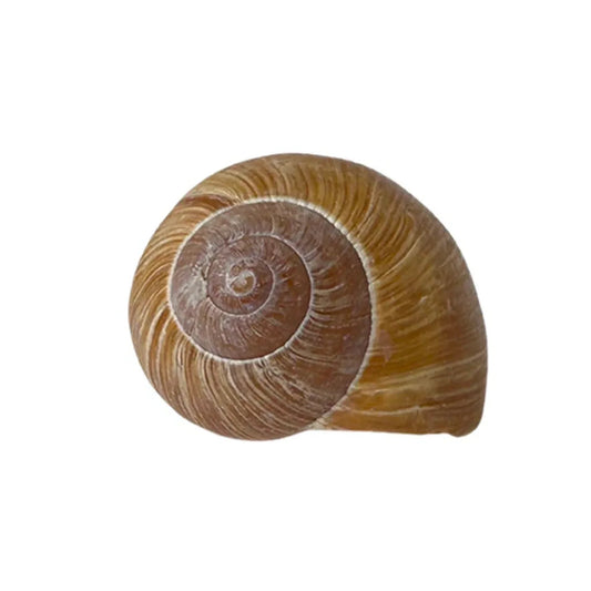 Snail Shell Devious Cache Container - Just Geocaching