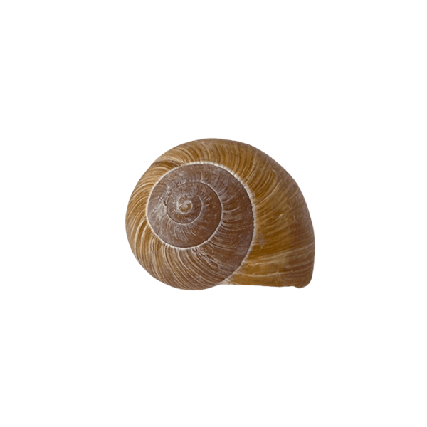 Snail Geocache